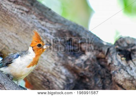 Juvenile Red Crested Cardinal with copy space