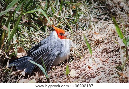 Close up image of a Red Crested Cardinal