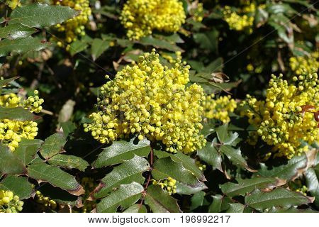 Florescence Of Holly Leaved Mahonia In Spring