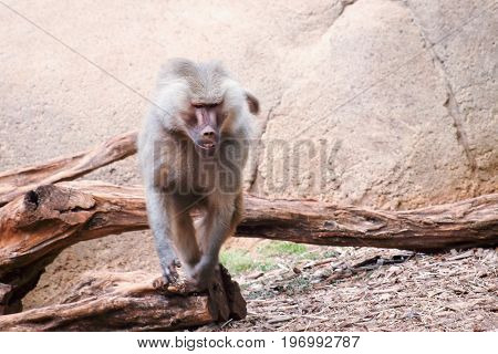 The hamadryas baboon - a species of baboon from the Old World monkey family.