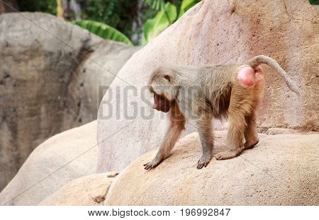 The hamadryas baboon - a species of baboon from the Old World monkey family.