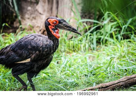 A Southern ground hornbill (Bucorvus leadbeateri) with copy space