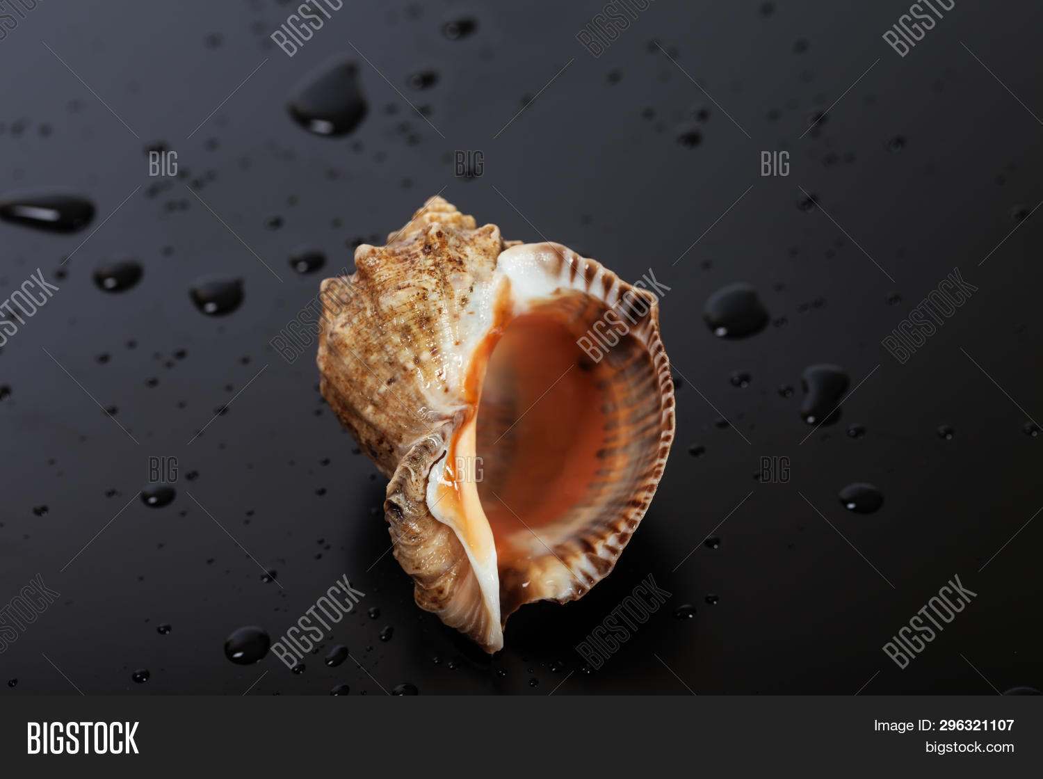 Wet Empty Shell Rapana Image & Photo (Free Trial) | Bigstock