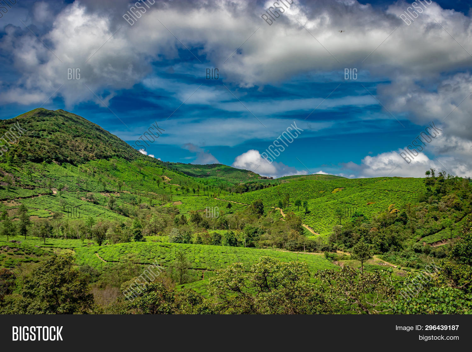 Tea Garden Hill Low Image & Photo (Free Trial) Bigstock