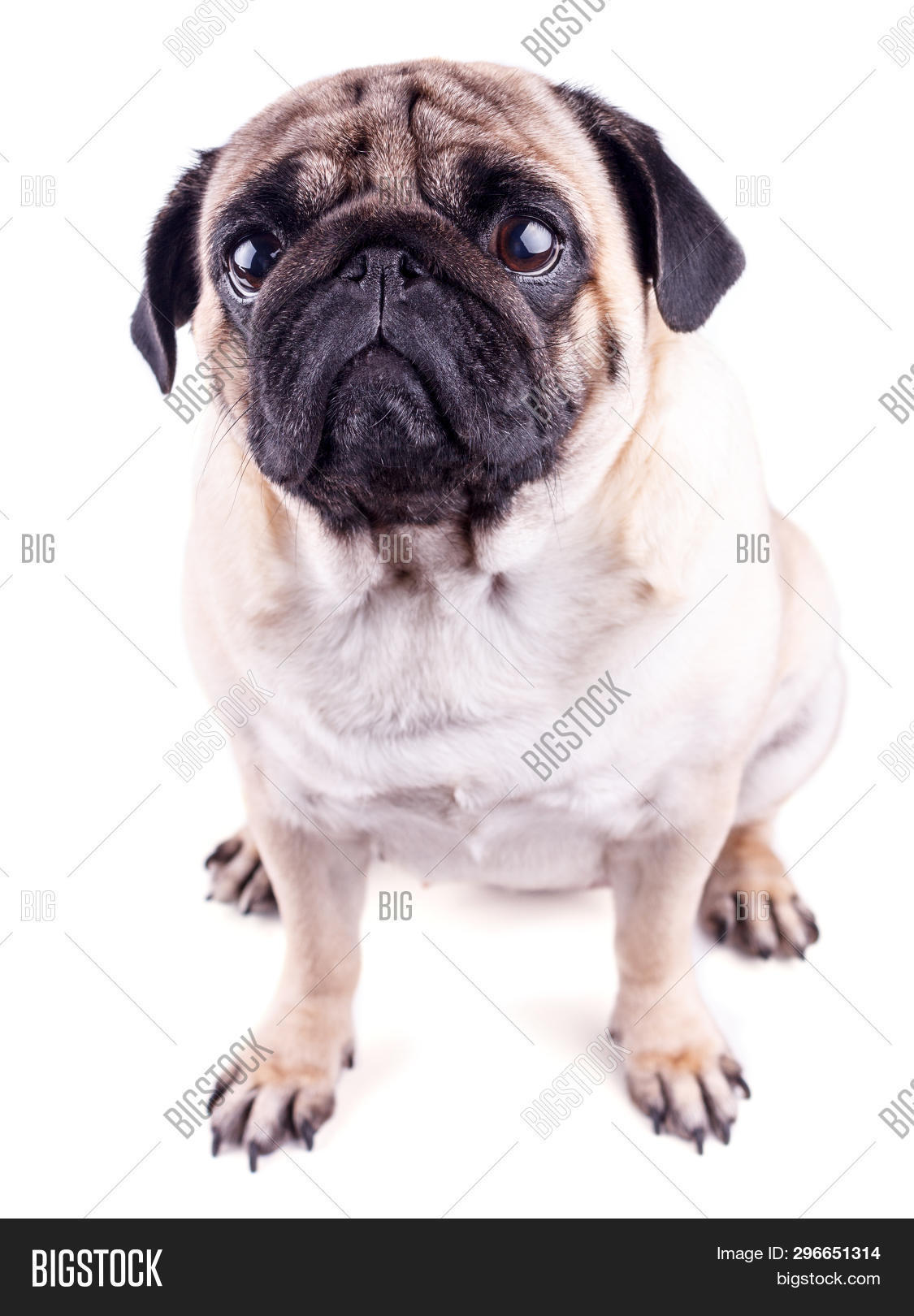 Сбэу мопс. Королевский мопс. Золотой мопс. Мопс короткошерстный. Мопс портрет фото.