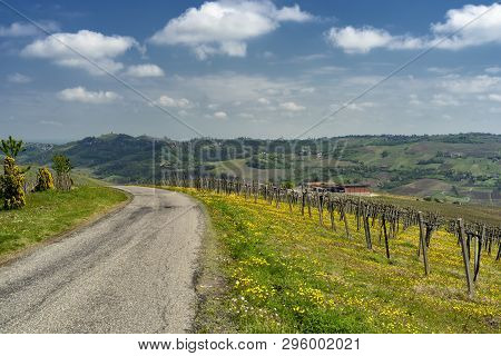 Oltrepo Pavese, Pavia, Lombardy, Italy: Country Landscape Of The Vineyards In Springtime (april)