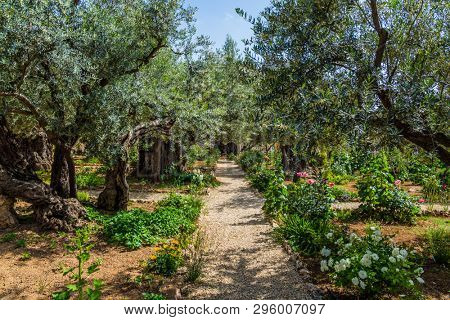 The ancient and well-kept Garden of Gethsemane in holy Jerusalem. Branched olive trees and smooth paths under the hot autumn sun.  The concept of historical, religious and ethnographic tourism