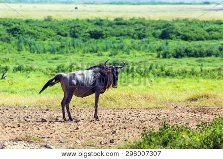 Gnu antelope gives birth in the savannah. Safari - tour to the famous Kenyan reserve Amboseli National Park, Kenya. The concept of exotic, ecological and phototourism