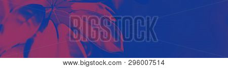 Big Fresh Leaf On Duotone Purple Violet Blue Background. Trendy Neon Colors. Toned. Minimalist Style