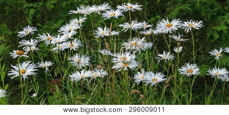 Leucanthemum Maximum Shasta Daisy, Max Chrysanthemum, Daisy Crazy, Wheel, Chain, Chamomel, Gang Bang