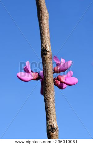 Chinese Redbud Avondale - Latin Name - Cercis Chinensis Avondale