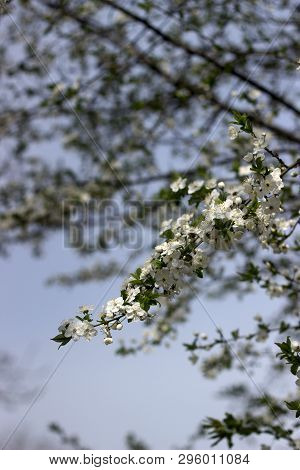 Cherry Plum Branches With White Flowers And Young Leaves, Spring Concept.