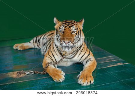 Bengal Tigers Chained On Wooden Tables For Tourists