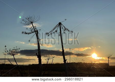 Dry Cow Parsnip Plant Against The Blue Sky And Sun