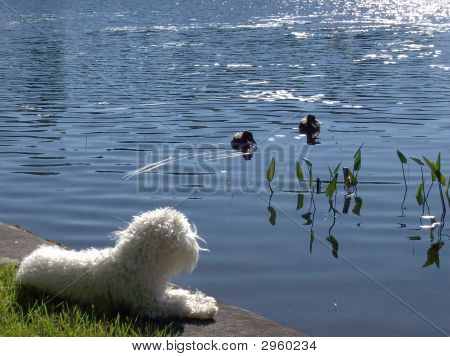 Hund drømme
