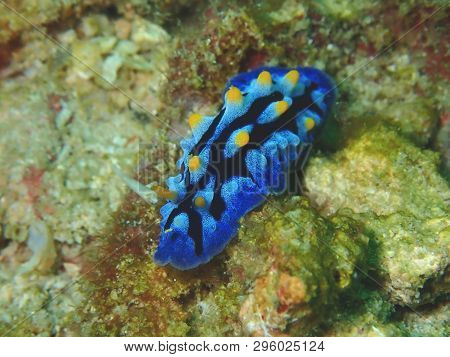 Closeup And Macro Shot Of Nudibranch Chromodorididae During Leisure Dive Underwater Diving In Sabah,