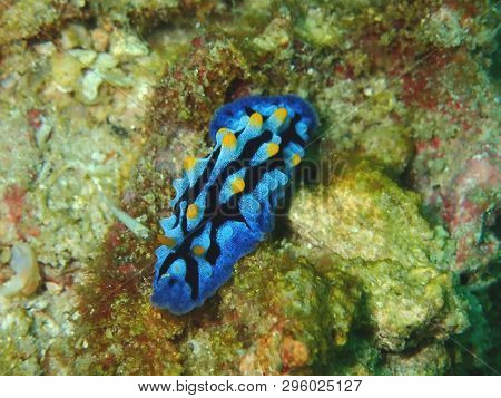 Closeup And Macro Shot Of Nudibranch Chromodorididae During Leisure Dive Underwater Diving In Sabah,