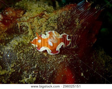 Closeup And Macro Shot Of Nudibranch Chromodorididae Variable Noumea During Leisure Dive Underwater 