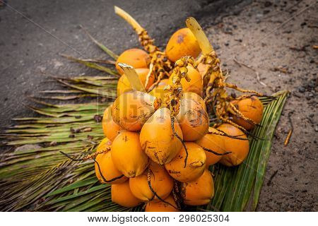 Fresh Coconuts On The Leaves. Exotic Fruits Of Sri Lanka. Bunch Of Coconuts. Environmentally Friendl