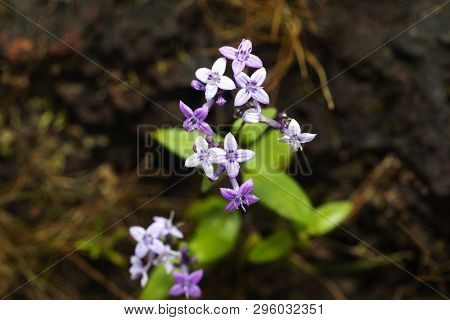 Neanotis Foetida At Kaas In Maharashtra, India
