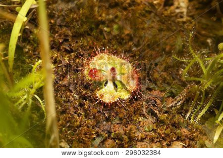 Drosera Burmannii In Kaas At Maharashtra, India