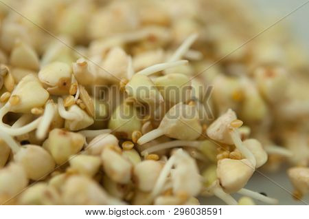 Sprouts of green buckwheat on white background. Macro shot raw organic buckwheat plant. Vegan germinated sprouts, vegetarian cuisine. Healthy diet buckwheat porridge food. 