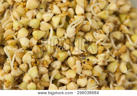 Sprouts of green buckwheat on white background. Macro shot raw organic buckwheat plant. Vegan germinated sprouts, vegetarian cuisine. Healthy diet buckwheat porridge food. 
