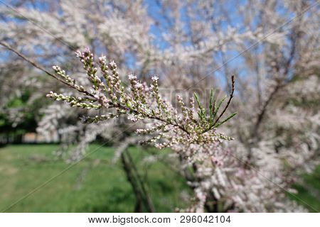 Buds And Small Pink Flowers Of Tamarix Ramosissima