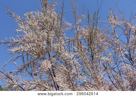 Flowering Branches Of Tamarix Ramosissima Against Blue Sky
