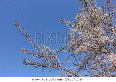 Thin Branches Of Tamarix Ramosissima Covered With Pink Flowers Against Blue Sky