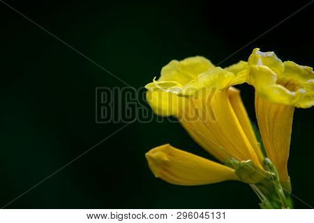 Close Up Of Yellow Flower, Yellow Elder, Yellow Bells,  Trumpetflower Or Tecoma Stans (selective Foc