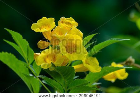 Close Up Of Yellow Flower, Yellow Elder, Yellow Bells,  Trumpetflower Or Tecoma Stans (selective Foc
