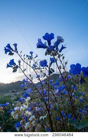 Canterbury Bells Wildflowers In Joshua Tree National Park During Californias Superbloom Bell Wildflo