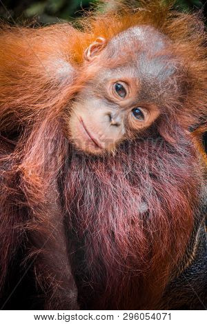 Worlds Cutest Baby Orangutan Snuggles With Mom In The Jugles Of Borneo