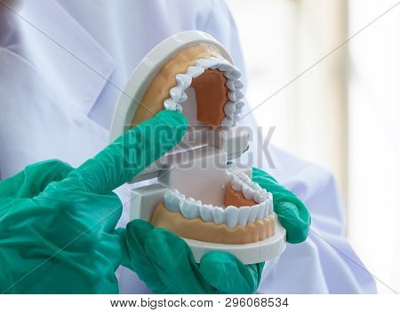 The Dental Technician Showing Tooth Struture Of Human,the Dunture,health Care And Medical Concept