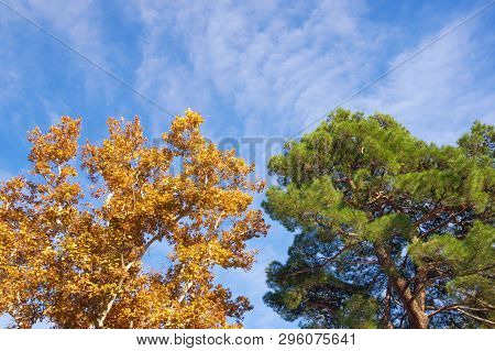 Autumn. Two Trees -  Deciduous And Coniferous - Against Blue Sky On A Sunny Day.  Yellow Sycamore  A