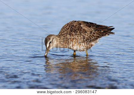 A Short-billed Dowitcher, Limnodromus Griseus In A Shallow Bay In Florida