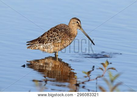 A Short-billed Dowitcher, Limnodromus Griseus In A Calm Shallow Bay In Florida