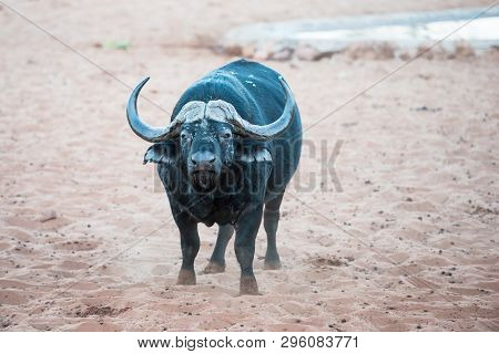 An African Buffalo Is Standing On A Sand And Smelling The Air For Signs Of Danger At Waterberg Plate