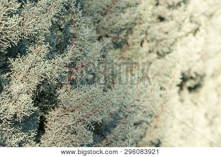 Young Blue Juniper Tree Branches And Needles At Sunlight With Shallow Left Focus