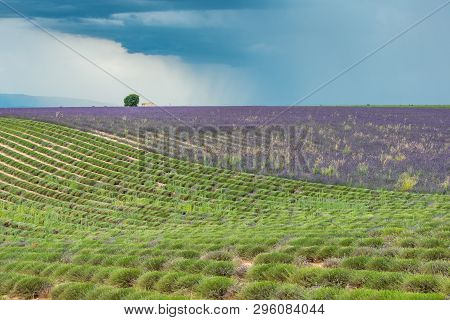 Dark Thundercloud And Distant Rain Above A Colorful Lavender Field At Provence