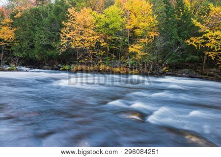 Colorful Autumn Forest On A Riverside Of Oxtongue River, Muskoka, Ontario