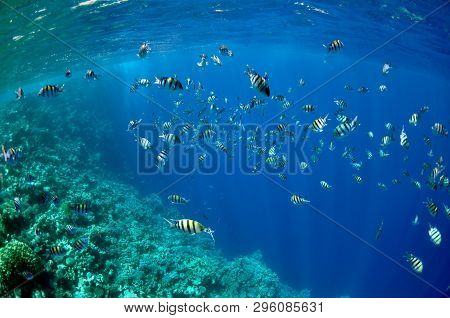 The Picture Shows A Lot Of Abudefduf Fishes, Swimming Around Coral Reef, In The Water Of Red Sea, Eg
