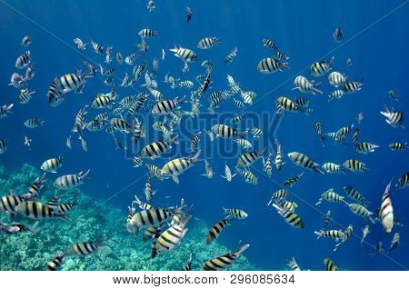 The Picture Shows A Lot Of Abudefduf Fishes, Swimming Around Coral Reef, In The Water Of Red Sea, Eg