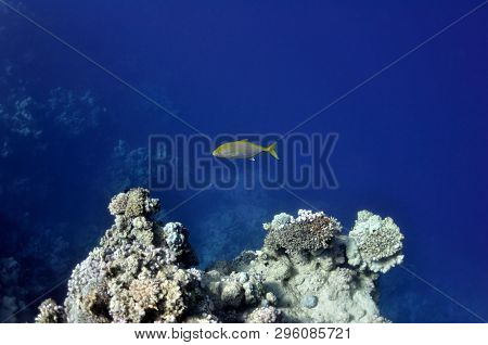 The Picture Shows A Sparidae Fish, Swimming Around Coral Reef, In The Water Of Red Sea, Egypt, Near 