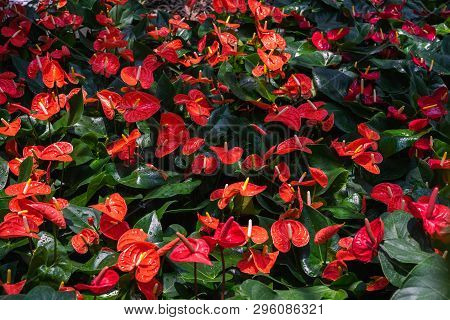 Red Anthurium Flowes ( Tailflower, Flamingo Flower, Laceleaf ) With Green Leaves. Beautiful Vibrant 