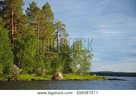 An Old Pine Forest Near The Huge Lake, And Some Gulls On A Single Dead Tree