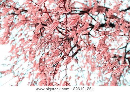 Flowering Branches Of The Aspen Tree With Earrings In Early Spring, Landscape