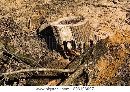 The Wreckage Of The Breen And Felled Tree Trunk On The Ground