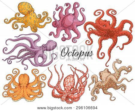 Hand Drawn Designed Various Colors Octopuses Elements For Label And Poster.